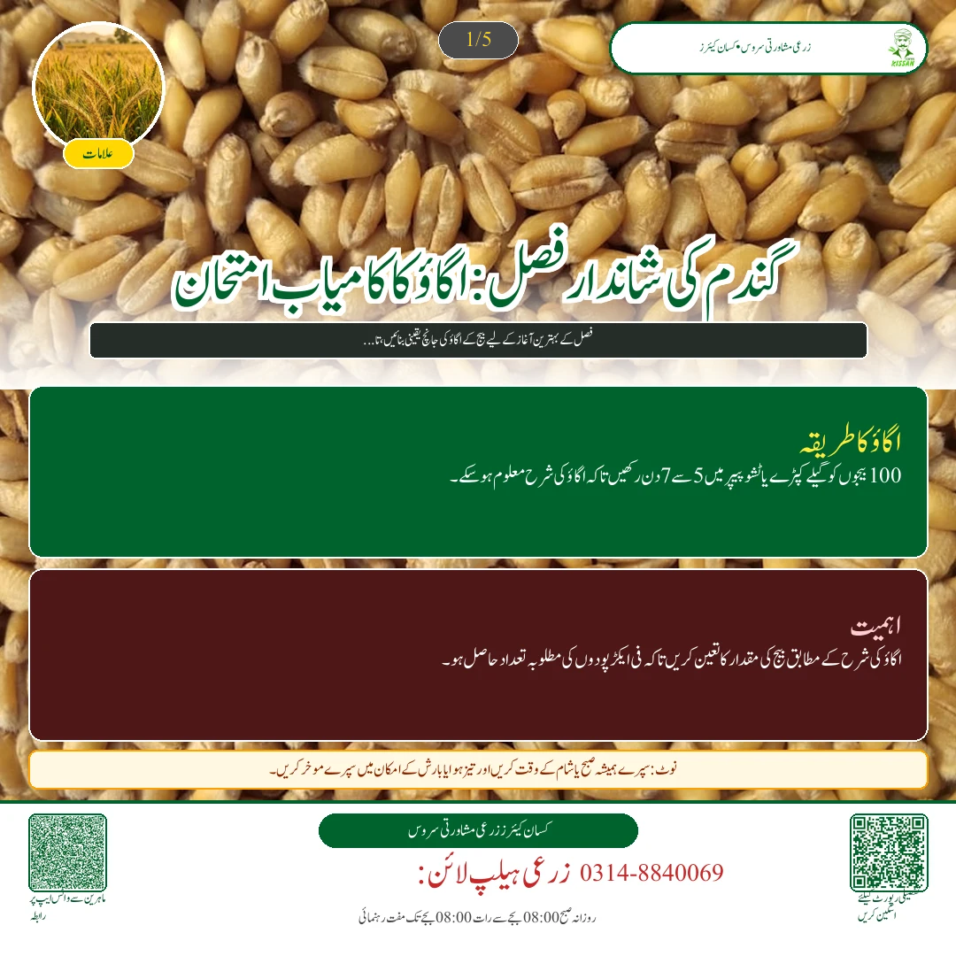 Wheat: گندم کے بیج کے اگاؤ کا گھریلو ٹیسٹ: فی ایکڑ درست شرح بیج کا تعین کرنے کا آسان فارمولا
