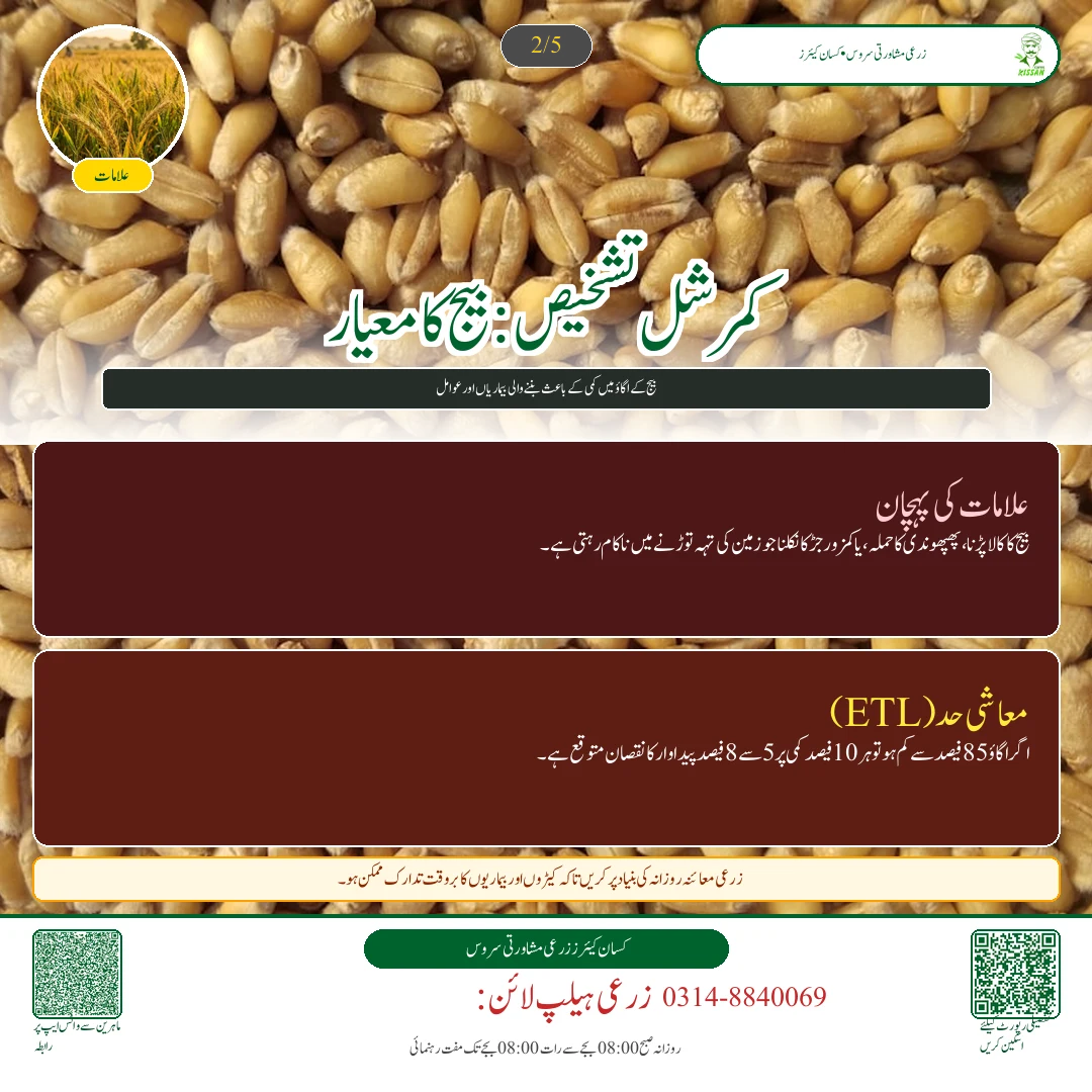 Wheat: گندم کے بیج کے اگاؤ کا گھریلو ٹیسٹ: فی ایکڑ درست شرح بیج کا تعین کرنے کا آسان فارمولا - Varieties & Agronomy