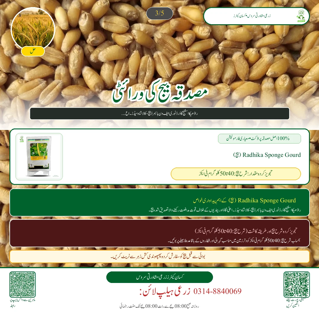 Wheat: گندم کے بیج کے اگاؤ کا گھریلو ٹیسٹ: فی ایکڑ درست شرح بیج کا تعین کرنے کا آسان فارمولا - Fertilizer & Soil Nutrition