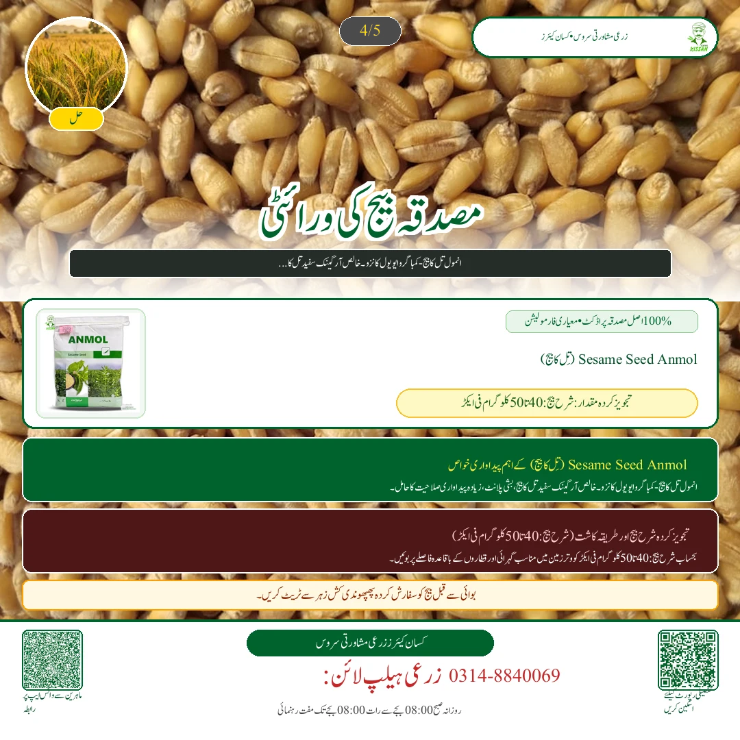 Wheat: گندم کے بیج کے اگاؤ کا گھریلو ٹیسٹ: فی ایکڑ درست شرح بیج کا تعین کرنے کا آسان فارمولا - Pest Control & Spray Schedule