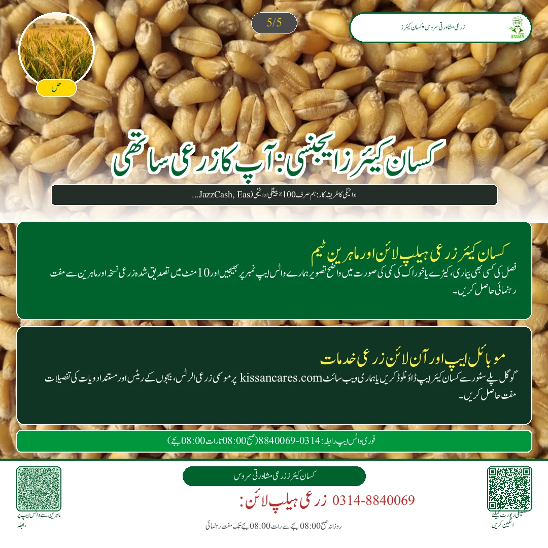 Wheat: گندم کے بیج کے اگاؤ کا گھریلو ٹیسٹ: فی ایکڑ درست شرح بیج کا تعین کرنے کا آسان فارمولا - Govt Recommendations & Helpline