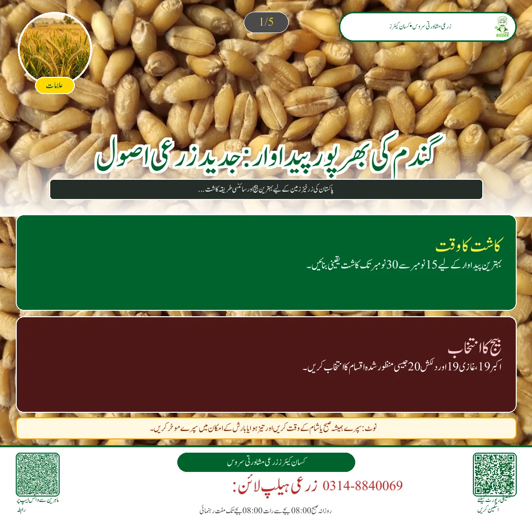 Wheat: گندم کی زیادہ پیداوار دینے والی تصدیق شدہ اقسام: اکبر 19، غازی 19 اور دلکش 20 کا موازنہ [Advisory Oct 17]