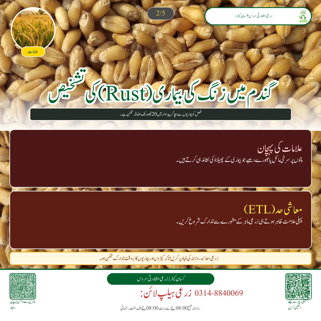 Wheat: گندم کی زیادہ پیداوار دینے والی تصدیق شدہ اقسام: اکبر 19، غازی 19 اور دلکش 20 کا موازنہ [Advisory Oct 17] - Varieties & Agronomy