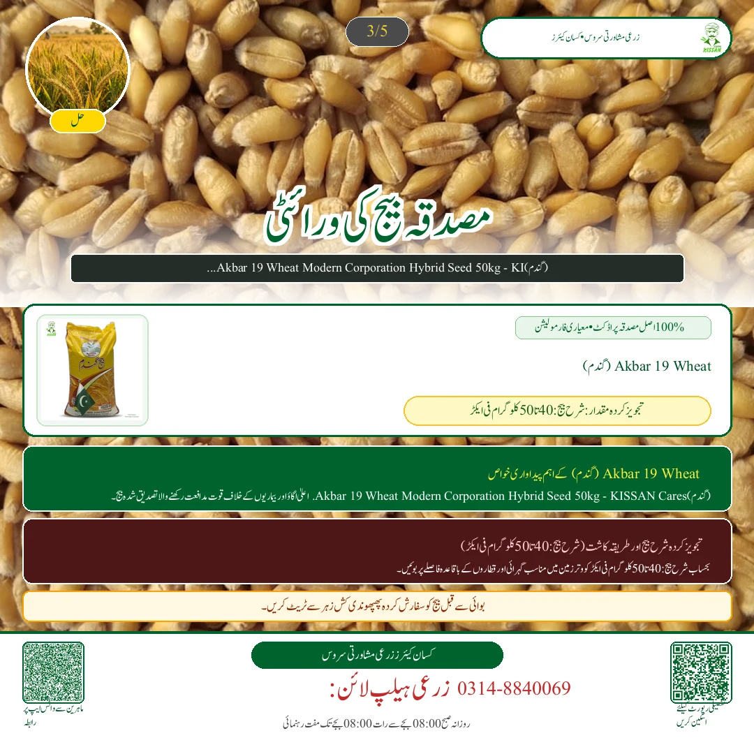 Wheat: گندم کی زیادہ پیداوار دینے والی تصدیق شدہ اقسام: اکبر 19، غازی 19 اور دلکش 20 کا موازنہ [Advisory Oct 17] - Fertilizer & Soil Nutrition