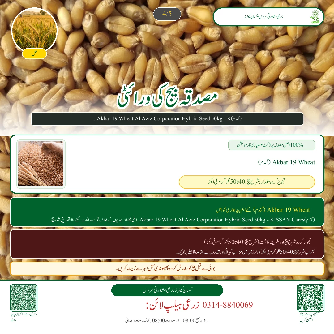 Wheat: گندم کی زیادہ پیداوار دینے والی تصدیق شدہ اقسام: اکبر 19، غازی 19 اور دلکش 20 کا موازنہ [Advisory Oct 17] - Pest Control & Spray Schedule