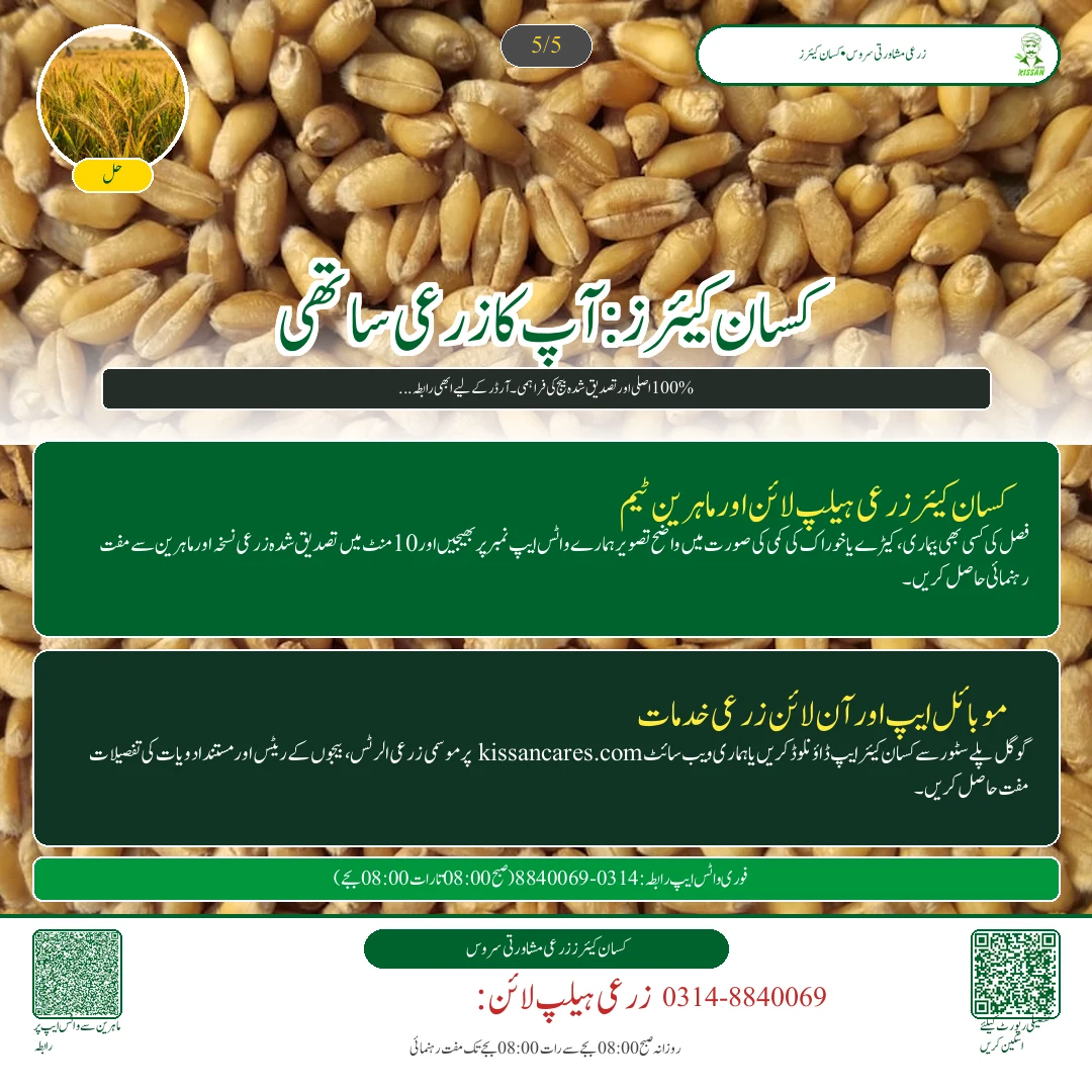 Wheat: گندم کی زیادہ پیداوار دینے والی تصدیق شدہ اقسام: اکبر 19، غازی 19 اور دلکش 20 کا موازنہ [Advisory Oct 17] - Govt Recommendations & Helpline