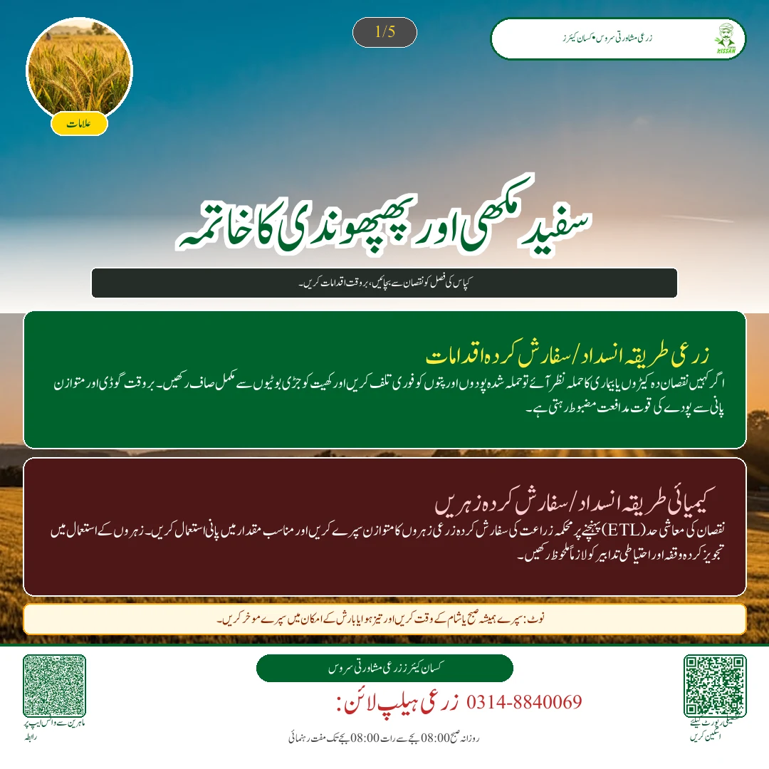 Cotton: کپاس کی پچھیتی فصل پر کالی پھپھوندی اور سفید مکھی کا خاتمہ