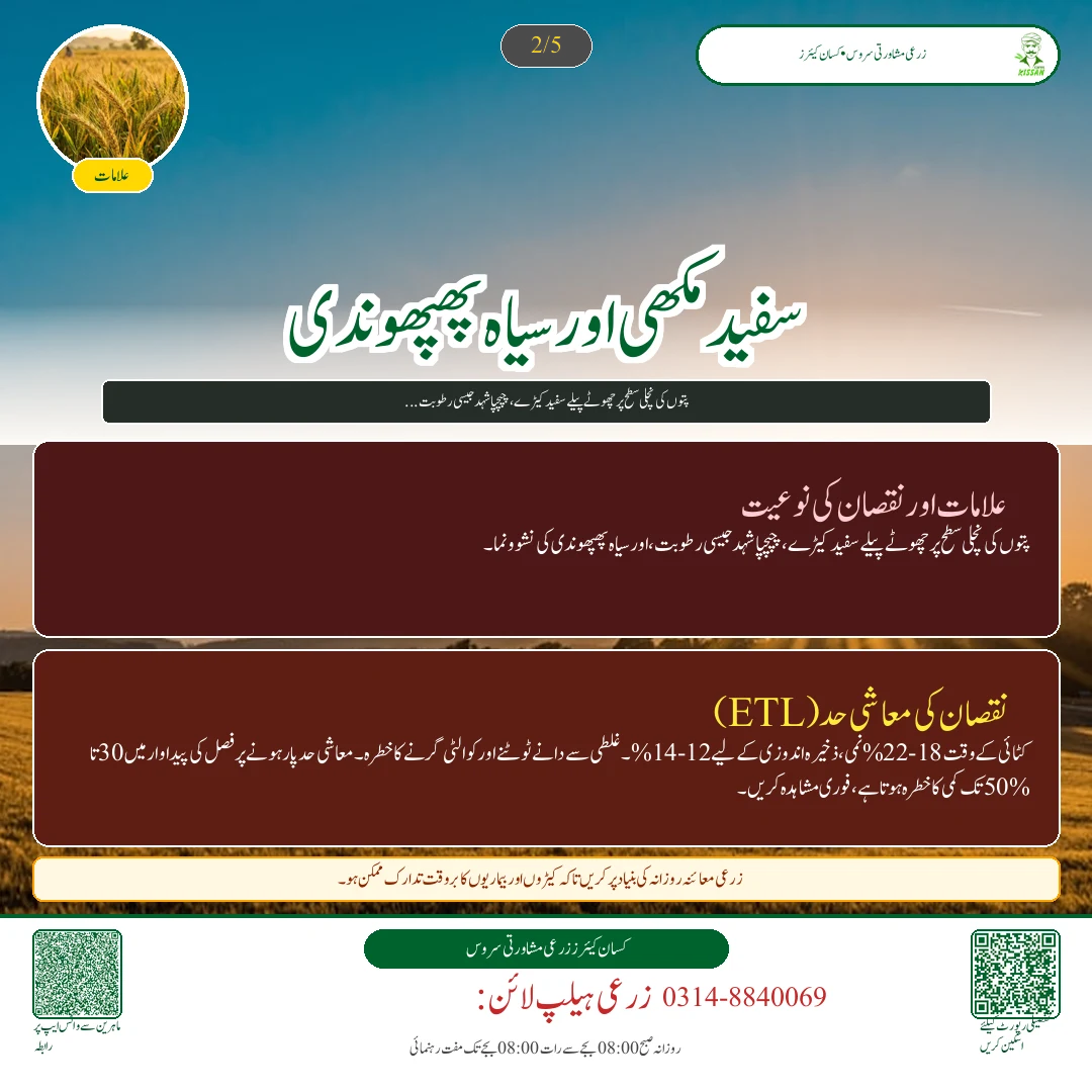 Cotton: کپاس کی پچھیتی فصل پر کالی پھپھوندی اور سفید مکھی کا خاتمہ - Varieties & Agronomy