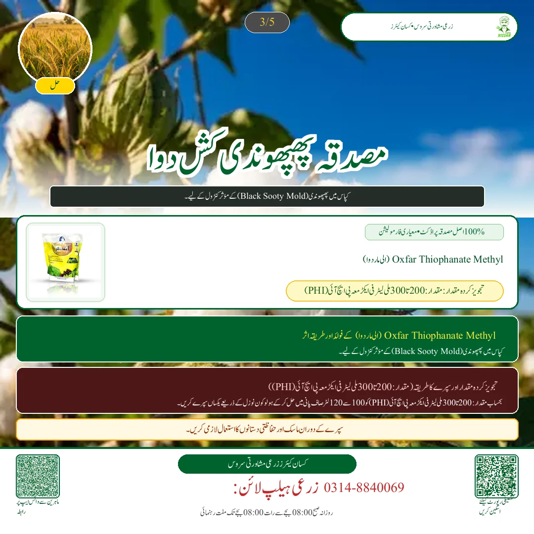 Cotton: کپاس کی پچھیتی فصل پر کالی پھپھوندی اور سفید مکھی کا خاتمہ - Fertilizer & Soil Nutrition