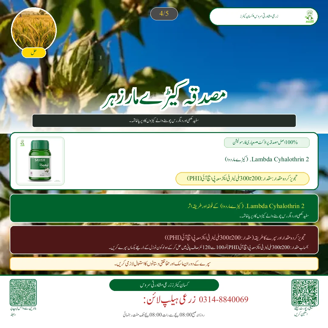 Cotton: کپاس کی پچھیتی فصل پر کالی پھپھوندی اور سفید مکھی کا خاتمہ - Pest Control & Spray Schedule