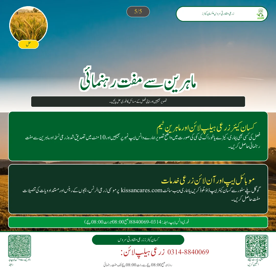 Cotton: کپاس کی پچھیتی فصل پر کالی پھپھوندی اور سفید مکھی کا خاتمہ - Govt Recommendations & Helpline