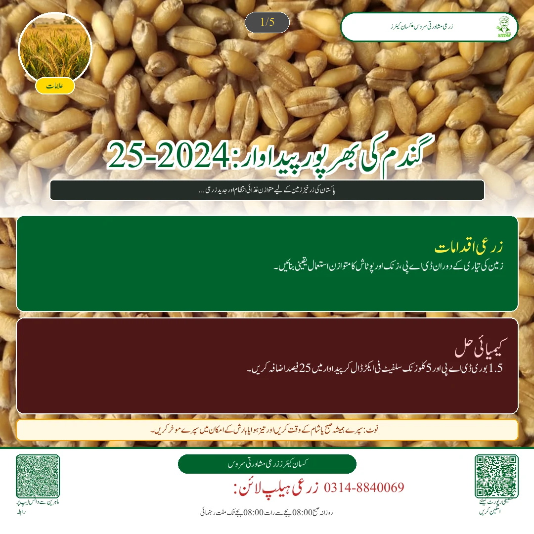 Wheat: گندم کی بجائی کے وقت کھادوں کا متوازن پلان: ڈی اے پی، زورآور، پوٹاش اور زنک کا درست استعمال