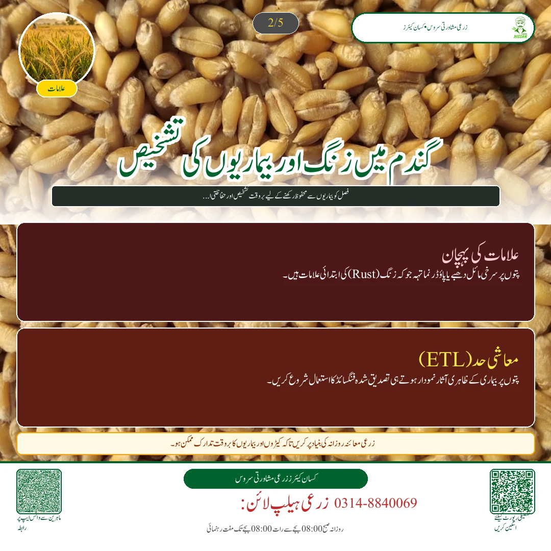 Wheat: گندم کی بجائی کے وقت کھادوں کا متوازن پلان: ڈی اے پی، زورآور، پوٹاش اور زنک کا درست استعمال - Varieties & Agronomy
