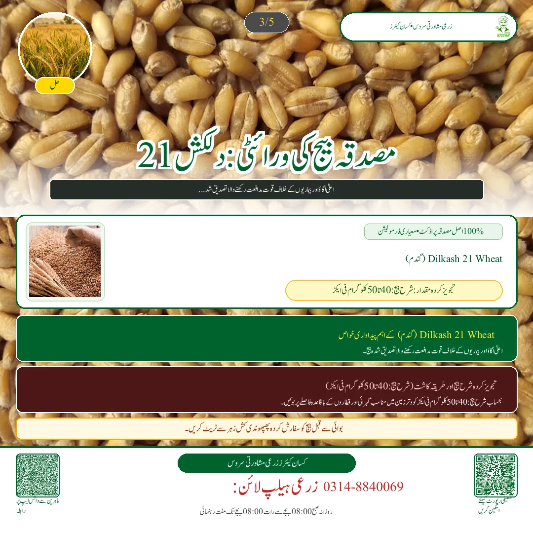Wheat: گندم کی بجائی کے وقت کھادوں کا متوازن پلان: ڈی اے پی، زورآور، پوٹاش اور زنک کا درست استعمال - Fertilizer & Soil Nutrition