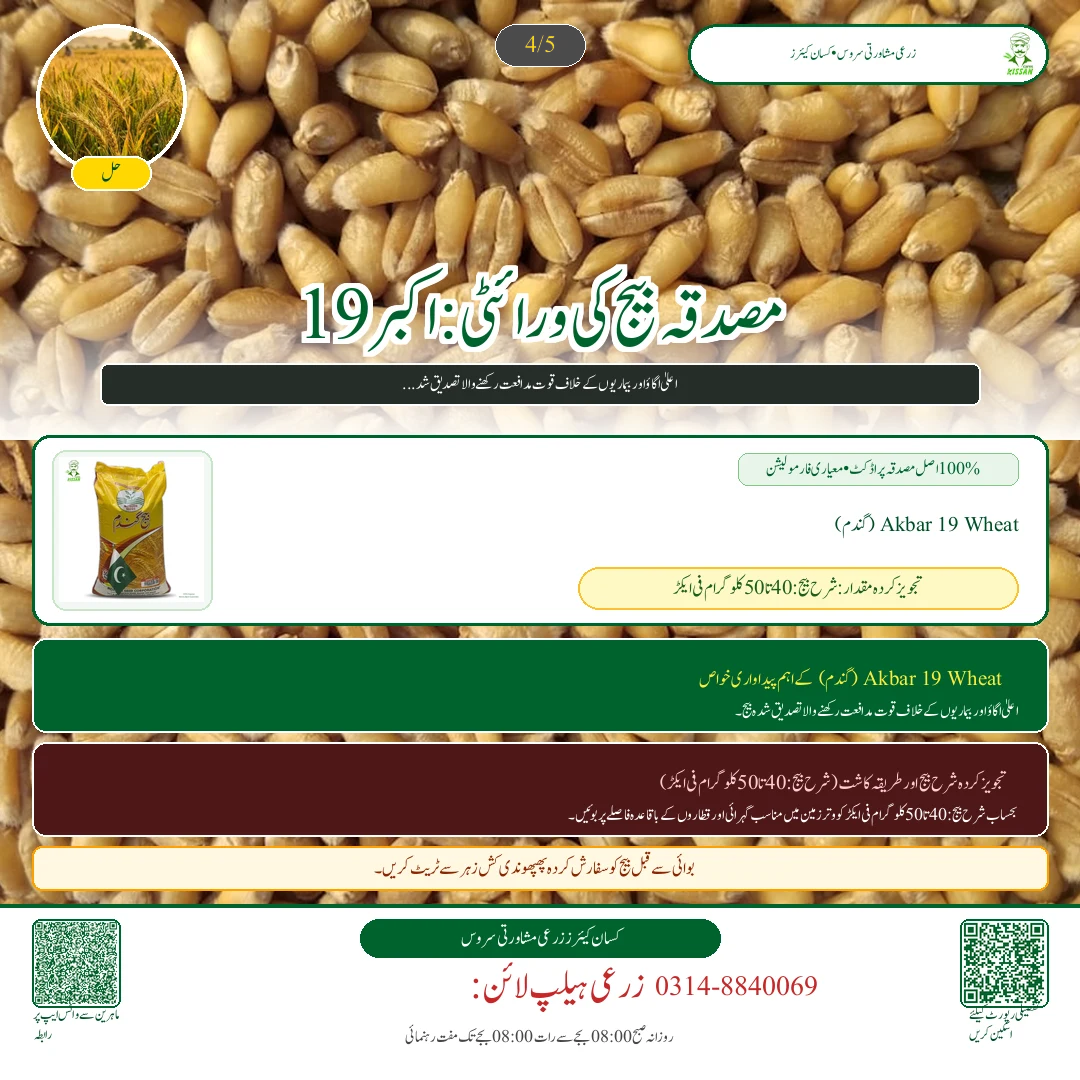 Wheat: گندم کی بجائی کے وقت کھادوں کا متوازن پلان: ڈی اے پی، زورآور، پوٹاش اور زنک کا درست استعمال - Pest Control & Spray Schedule