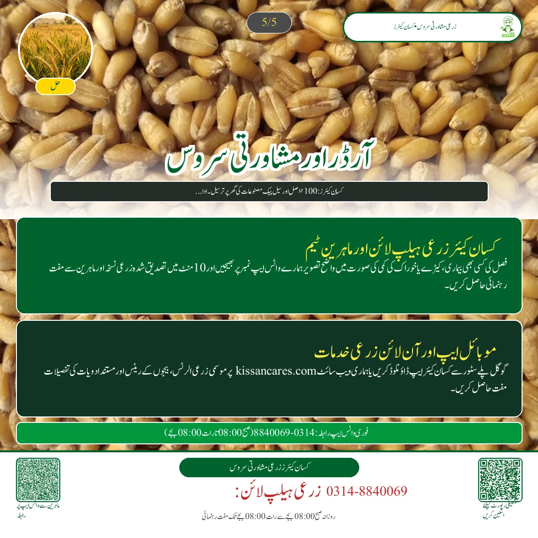 Wheat: گندم کی بجائی کے وقت کھادوں کا متوازن پلان: ڈی اے پی، زورآور، پوٹاش اور زنک کا درست استعمال - Govt Recommendations & Helpline