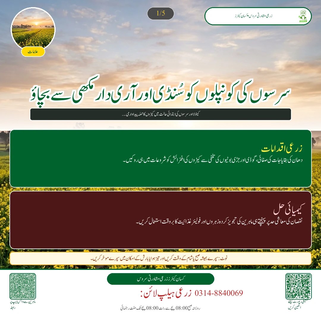 Mustard: کینولا کے ننھے پودوں کا تحفظ: آری نما مکھی اور ٹوکے کے حملے کی روک تھام - Overview & Key Symptoms