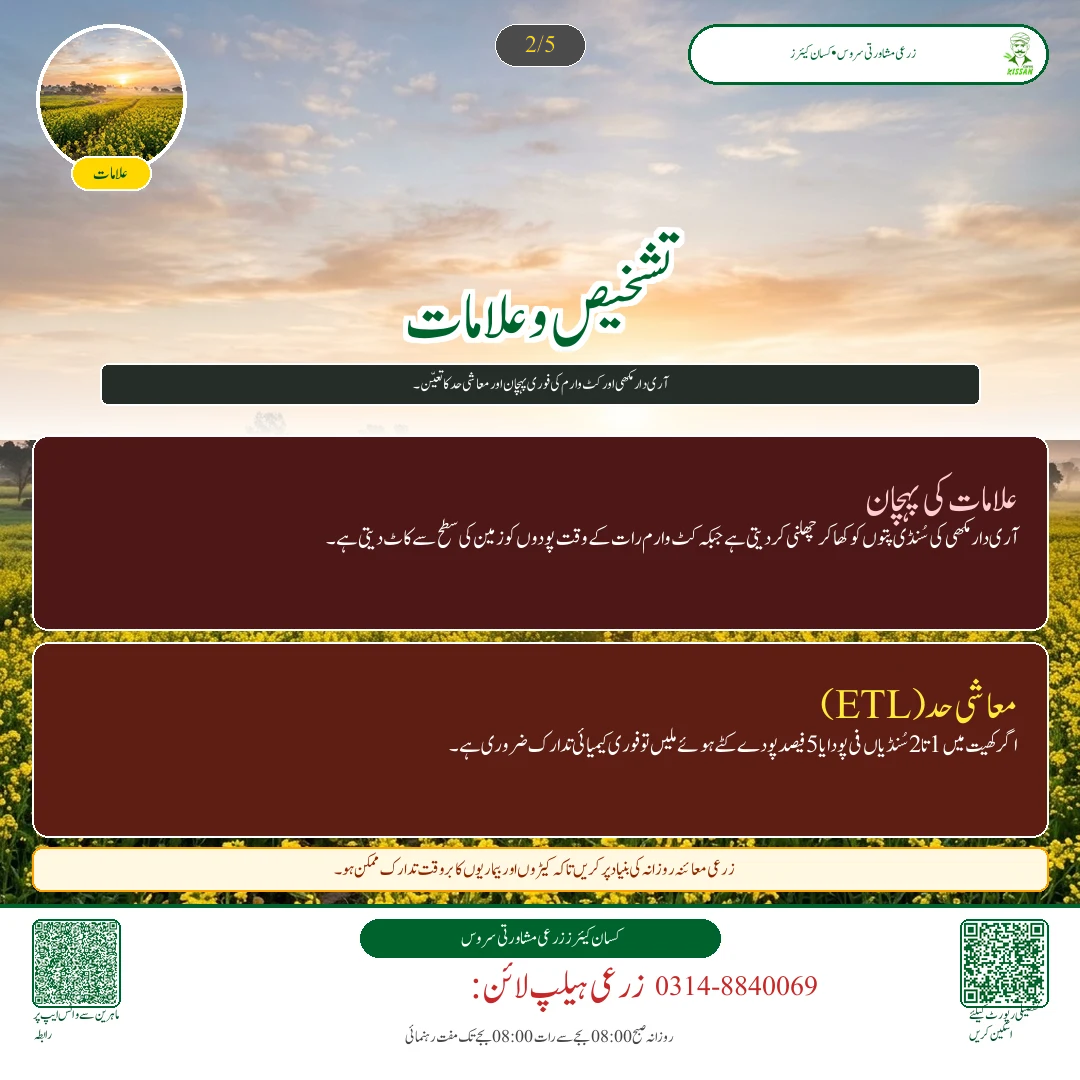 Mustard: کینولا کے ننھے پودوں کا تحفظ: آری نما مکھی اور ٹوکے کے حملے کی روک تھام - Varieties & Agronomy