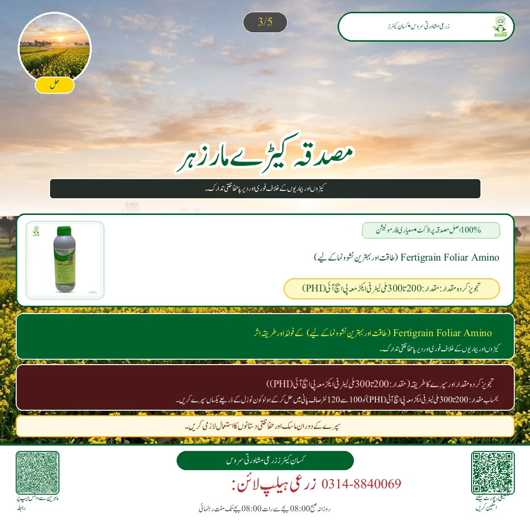 Mustard: کینولا کے ننھے پودوں کا تحفظ: آری نما مکھی اور ٹوکے کے حملے کی روک تھام - Fertilizer & Soil Nutrition