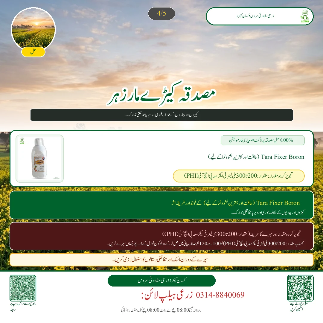 Mustard: کینولا کے ننھے پودوں کا تحفظ: آری نما مکھی اور ٹوکے کے حملے کی روک تھام - Pest Control & Spray Schedule