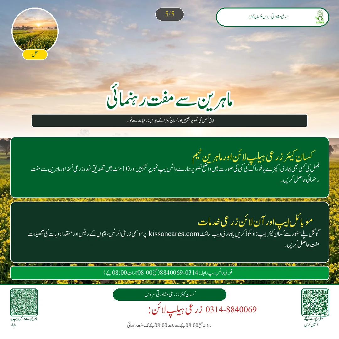 Mustard: کینولا کے ننھے پودوں کا تحفظ: آری نما مکھی اور ٹوکے کے حملے کی روک تھام - Govt Recommendations & Helpline