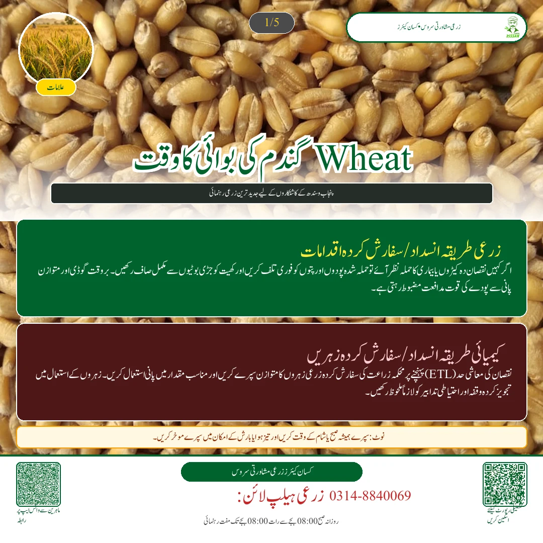 Wheat: گندم کی بوائی کا وقت اور پیداوار میں کمی کا تناسب: پنجاب اور سندھ کے لیے بہترین تاریخیں - Overview & Key Symptoms