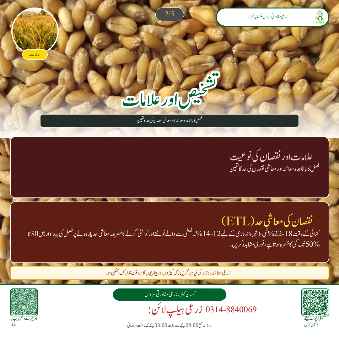 Wheat: گندم کی بوائی کا وقت اور پیداوار میں کمی کا تناسب: پنجاب اور سندھ کے لیے بہترین تاریخیں - Varieties & Agronomy