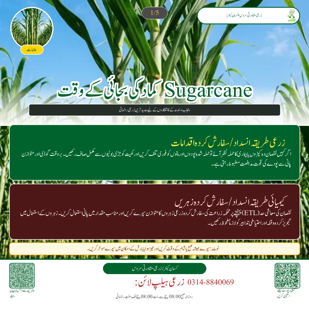 Sugarcane: کماد کی بجائی کے وقت دیمک اور جڑ کے گڑوئیں کا علاج: بائی فینتھرین اور فپرونل کے نسخے [Advisory Oct 22]