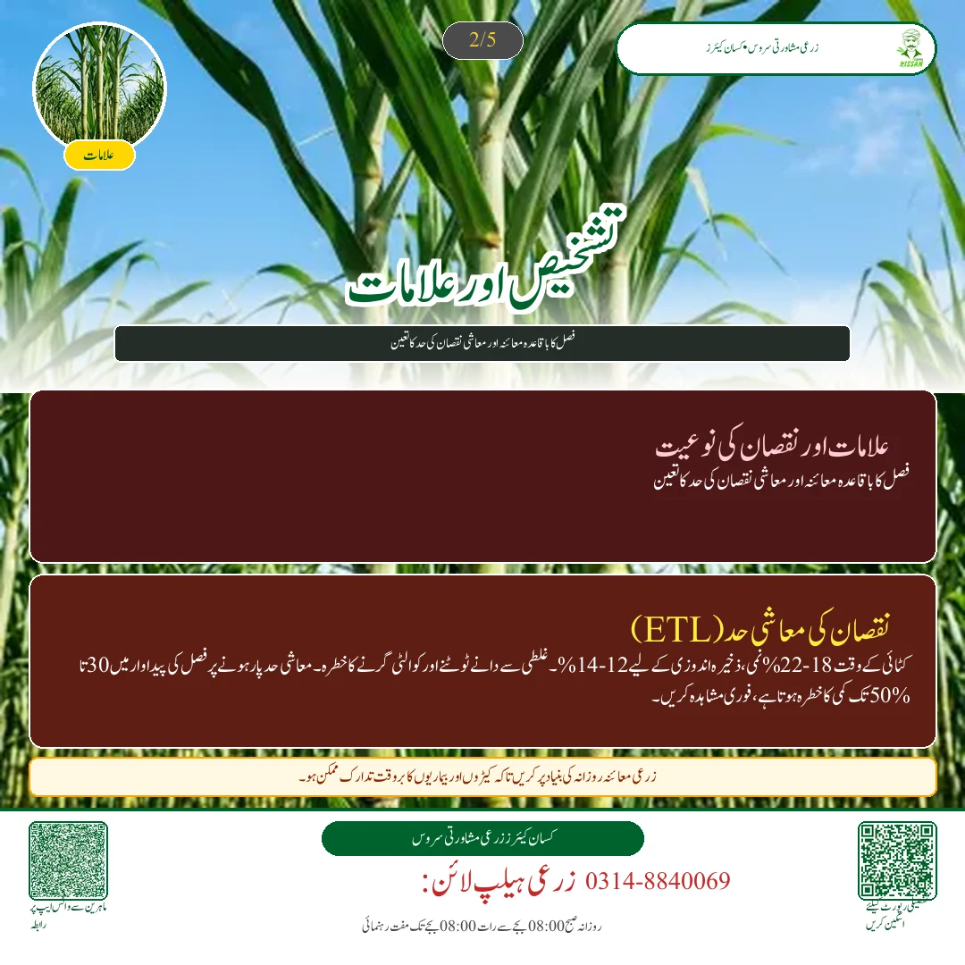 Sugarcane: کماد کی بجائی کے وقت دیمک اور جڑ کے گڑوئیں کا علاج: بائی فینتھرین اور فپرونل کے نسخے [Advisory Oct 22] - Varieties & Agronomy