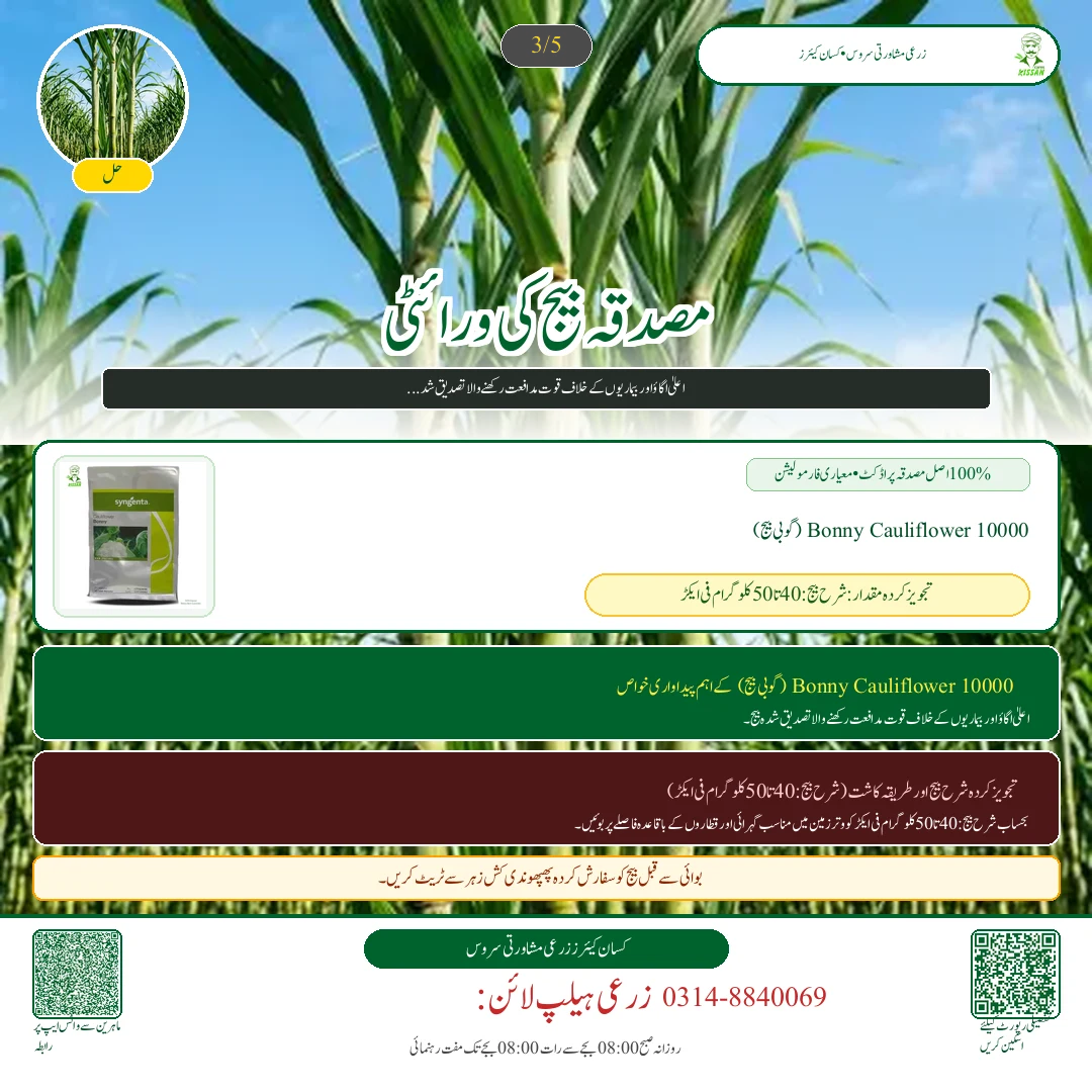 Sugarcane: کماد کی بجائی کے وقت دیمک اور جڑ کے گڑوئیں کا علاج: بائی فینتھرین اور فپرونل کے نسخے [Advisory Oct 22] - Fertilizer & Soil Nutrition