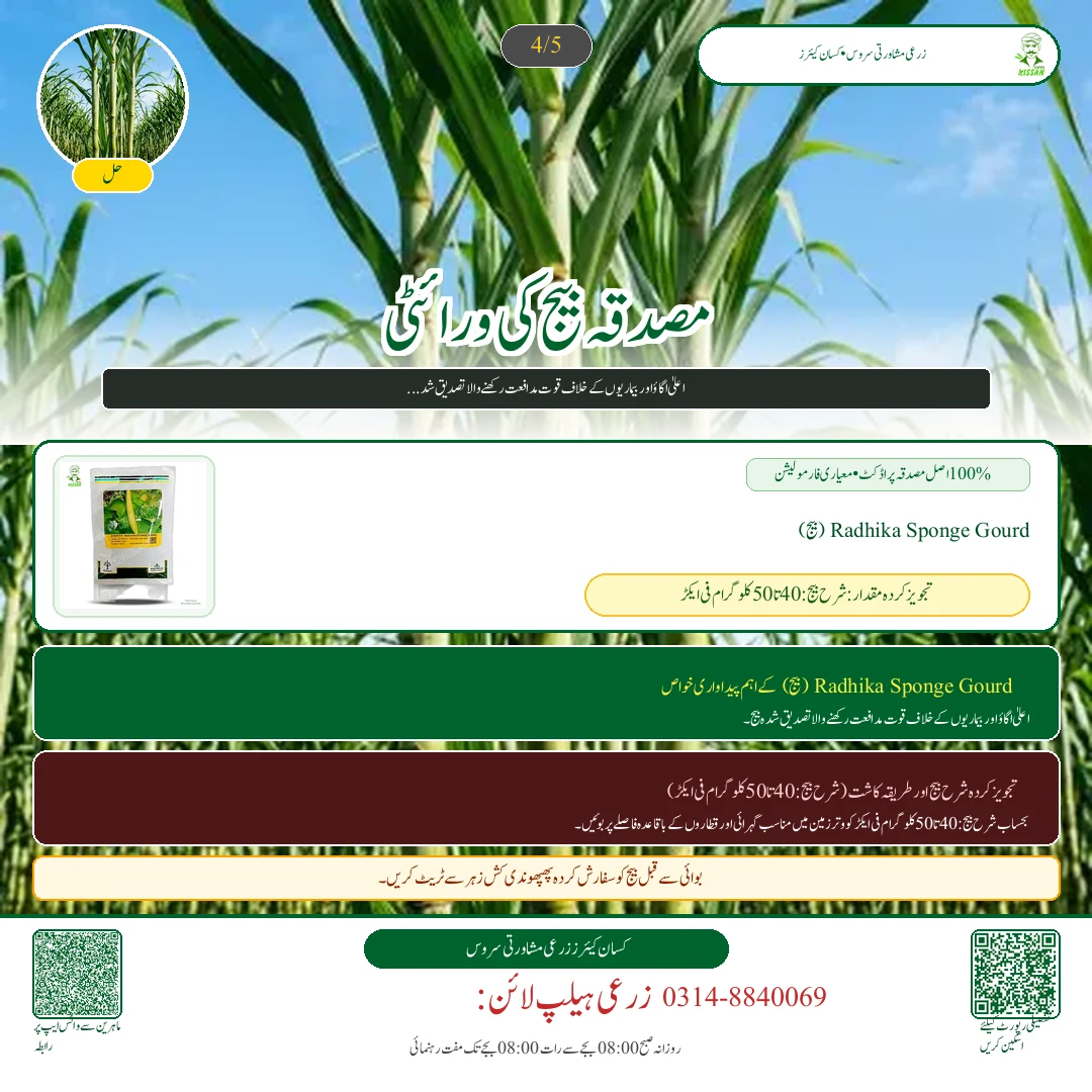 Sugarcane: کماد کی بجائی کے وقت دیمک اور جڑ کے گڑوئیں کا علاج: بائی فینتھرین اور فپرونل کے نسخے [Advisory Oct 22] - Pest Control & Spray Schedule