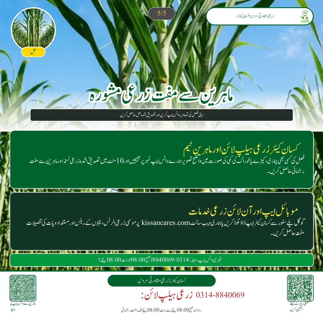 Sugarcane: کماد کی بجائی کے وقت دیمک اور جڑ کے گڑوئیں کا علاج: بائی فینتھرین اور فپرونل کے نسخے [Advisory Oct 22] - Govt Recommendations & Helpline