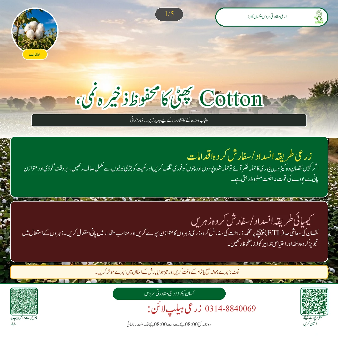 Cotton: پھٹی کا محفوظ ذخیرہ: نمی، ہوا دار گودام اور پٹ سن کی بوریوں کا درست استعمال