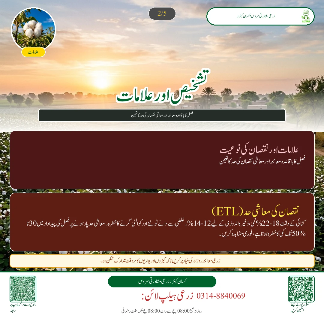 Cotton: پھٹی کا محفوظ ذخیرہ: نمی، ہوا دار گودام اور پٹ سن کی بوریوں کا درست استعمال - Varieties & Agronomy