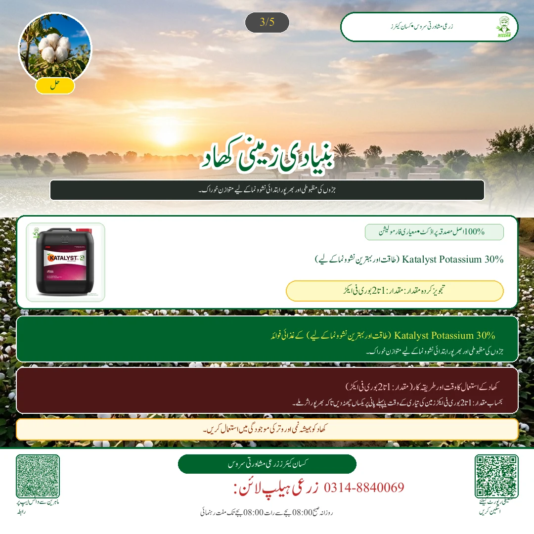 Cotton: پھٹی کا محفوظ ذخیرہ: نمی، ہوا دار گودام اور پٹ سن کی بوریوں کا درست استعمال - Fertilizer & Soil Nutrition