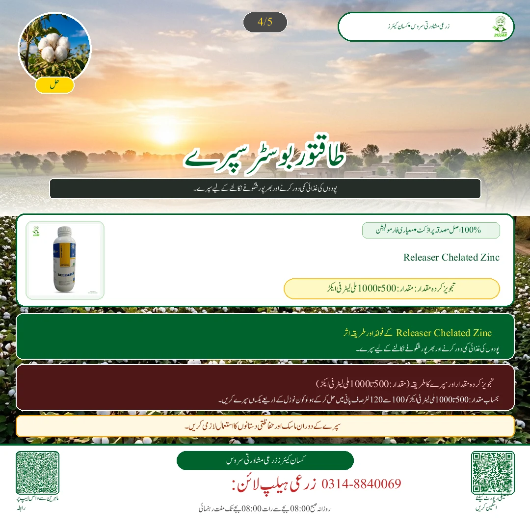 Cotton: پھٹی کا محفوظ ذخیرہ: نمی، ہوا دار گودام اور پٹ سن کی بوریوں کا درست استعمال - Pest Control & Spray Schedule