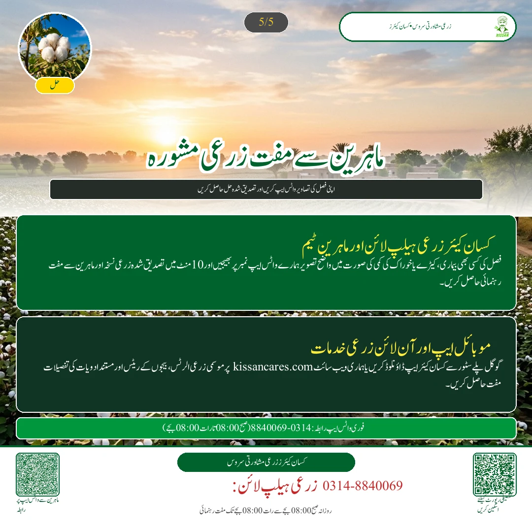 Cotton: پھٹی کا محفوظ ذخیرہ: نمی، ہوا دار گودام اور پٹ سن کی بوریوں کا درست استعمال - Govt Recommendations & Helpline