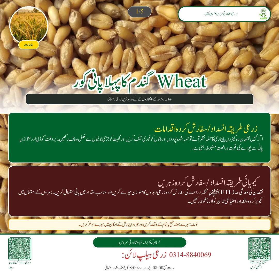 Wheat: گندم کا پہلا پانی (کور): تاج دار جڑوں کے بننے کا نازک مرحلہ اور کھاد کا استعمال
