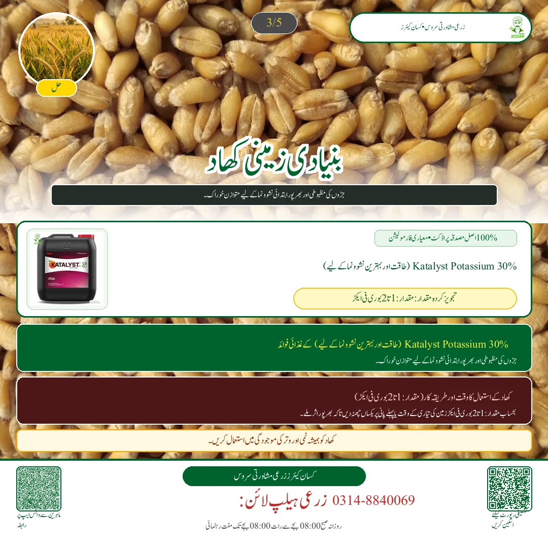 Wheat: گندم کا پہلا پانی (کور): تاج دار جڑوں کے بننے کا نازک مرحلہ اور کھاد کا استعمال - Fertilizer & Soil Nutrition