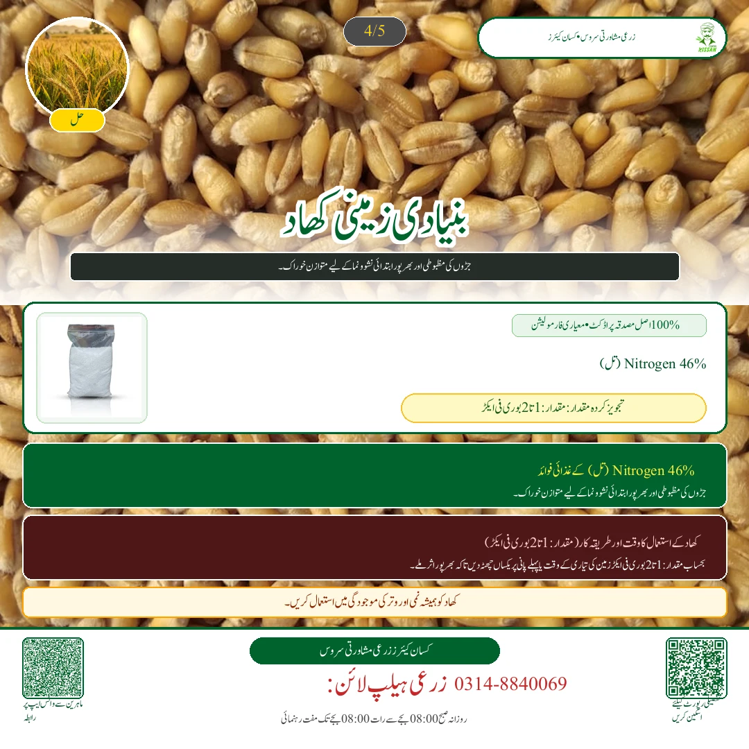 Wheat: گندم کا پہلا پانی (کور): تاج دار جڑوں کے بننے کا نازک مرحلہ اور کھاد کا استعمال - Pest Control & Spray Schedule