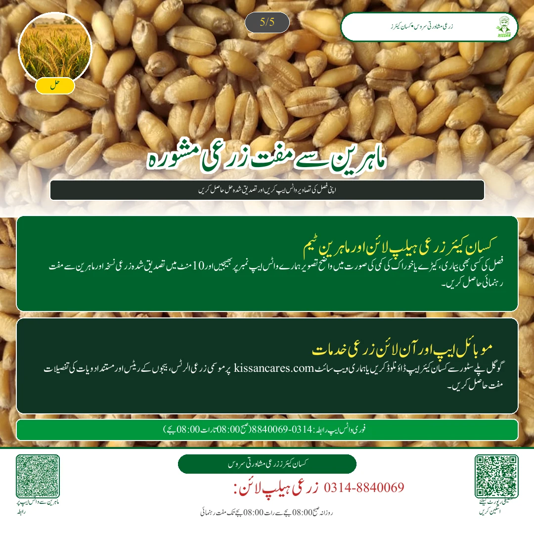 Wheat: گندم کا پہلا پانی (کور): تاج دار جڑوں کے بننے کا نازک مرحلہ اور کھاد کا استعمال - Govt Recommendations & Helpline