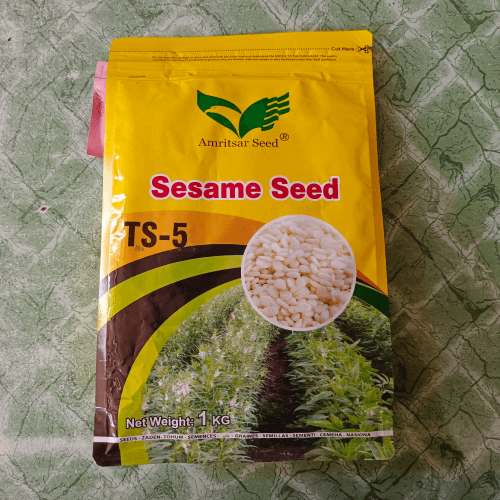 Seasame Seed 1kg White Till Ts-5 ???? ?? Amritsar Seed Corporation