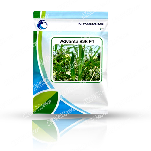 Advanta 828 F1 100gm Okra Vegetable Hybrid Seed Ici Pakistan Bhindi Seed Lady Finger Seed 