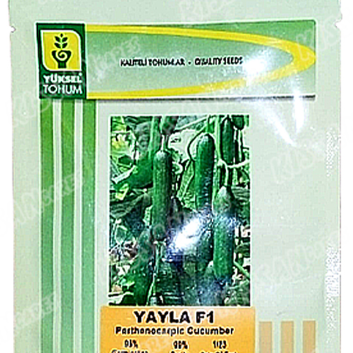 2nd Yuksel Yayla F1 Cucumber Seed Vegetable Seeds Yuksel Tohem