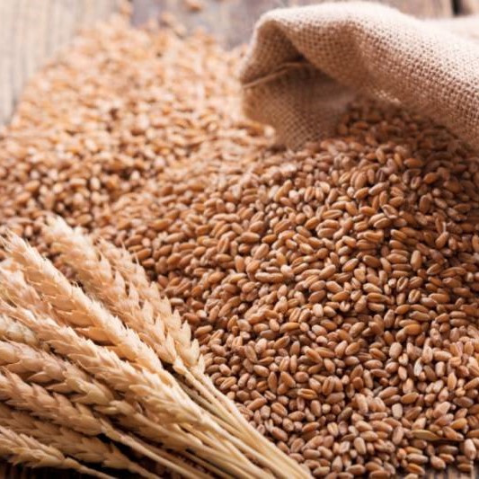 Akbar 19 Wheat Seed 50kg Al Aziz Seed Corporation