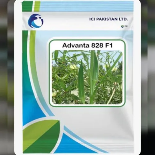 Advanta 828 F1 100gm Okra Vegetable Hybrid Seed Ici Pakistan Bhindi Seed Lady Finger Seed Thumbnail 4