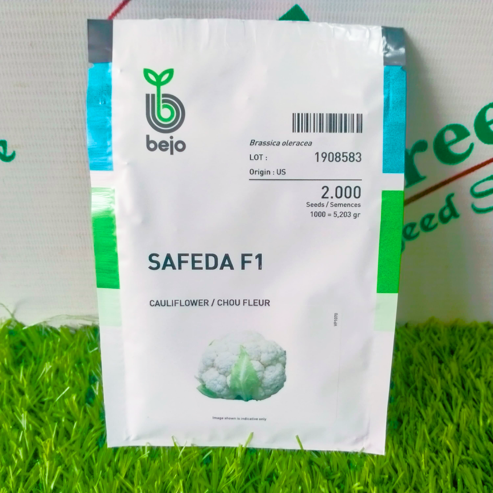 Safeda F1 Cauliflower / Chou Fleur Seed Bejo Company Gobi Seed