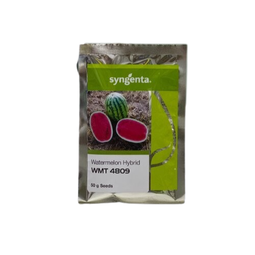 Wmt 4809 50gm Seeds F1 Hybrid Watermelon Syngenta Seeds Long Water Melon Tori Tarbooz
