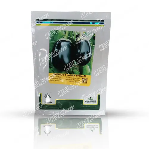 Hybrid Brinjal Seed 10 Gram Vegetable Seeds Kalash Seeds Pvt ΓÇ¥ Ltd