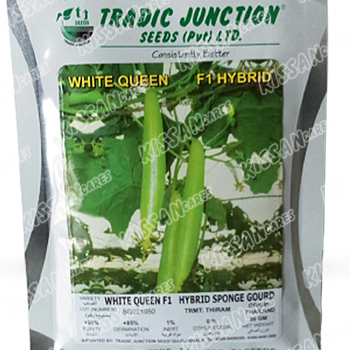 2nd Sponge Gourd White Queen F1 Hybrid Vegetable Seed 50gram Tradic Junction 